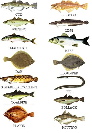 the fish species you might
